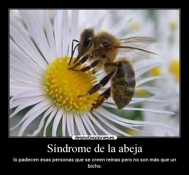 Síndrome de la abeja - lo padecen esas personas que se creen reinas pero no son más que un bicho.