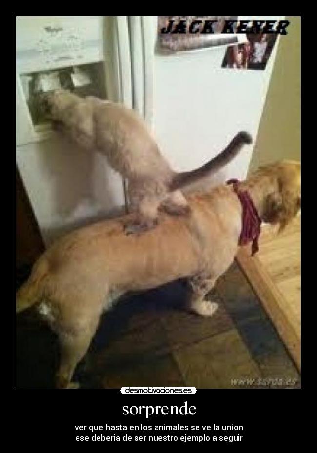 sorprende - ver que hasta en los animales se ve la union
ese deberia de ser nuestro ejemplo a seguir