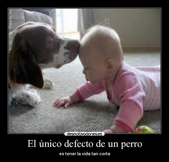 carteles unico defecto perro desmotivaciones