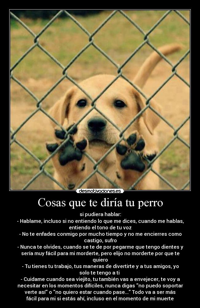 Cosas que te diría tu perro - 