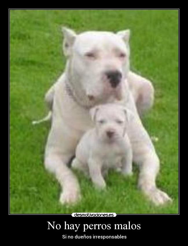 No hay perros malos -