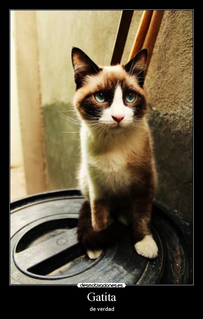 Gatita - de verdad