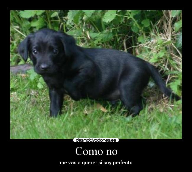 Como no - me vas a querer si soy perfecto