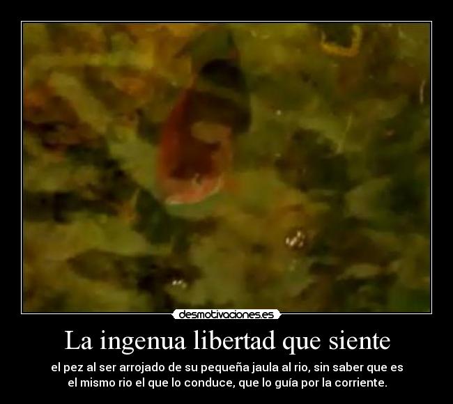 La ingenua libertad que siente - el pez al ser arrojado de su pequeña jaula al rio, sin saber que es
el mismo rio el que lo conduce, que lo guía por la corriente.