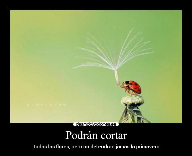 Podrán cortar - 