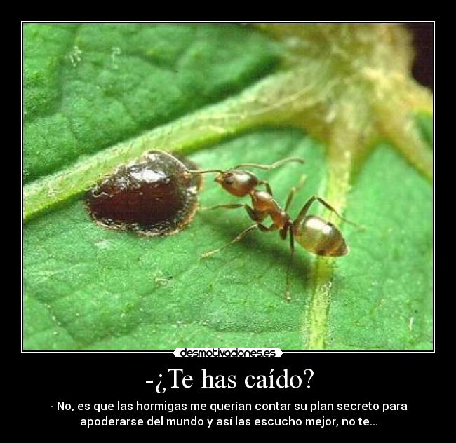 -¿Te has caído? - - No, es que las hormigas me querían contar su plan secreto para
apoderarse del mundo y así las escucho mejor, no te...