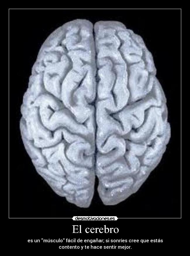 El cerebro - 