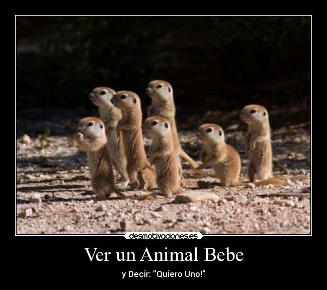 Ver un Animal Bebe -