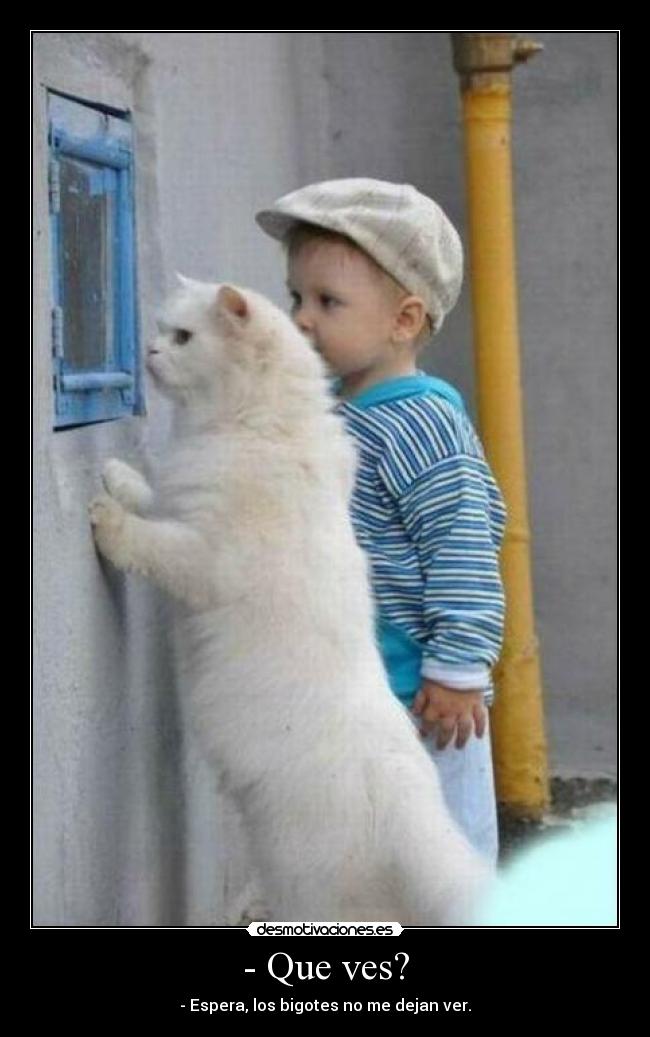 - Que ves? - - Espera, los bigotes no me dejan ver.