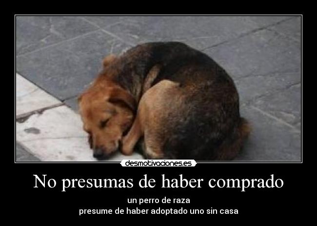No presumas de haber comprado - 