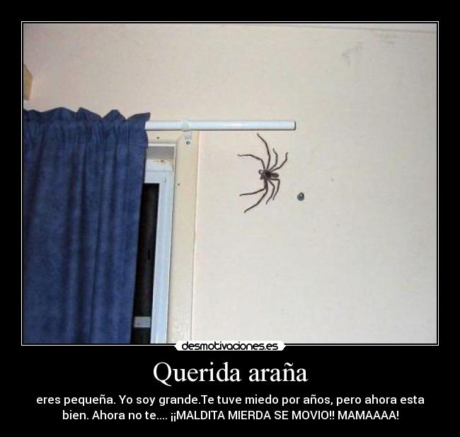Querida araña - eres pequeña. Yo soy grande.Te tuve miedo por años, pero ahora esta
bien. Ahora no te.... ¡¡MALDITA MIERDA SE MOVIO!! MAMAAAA!
