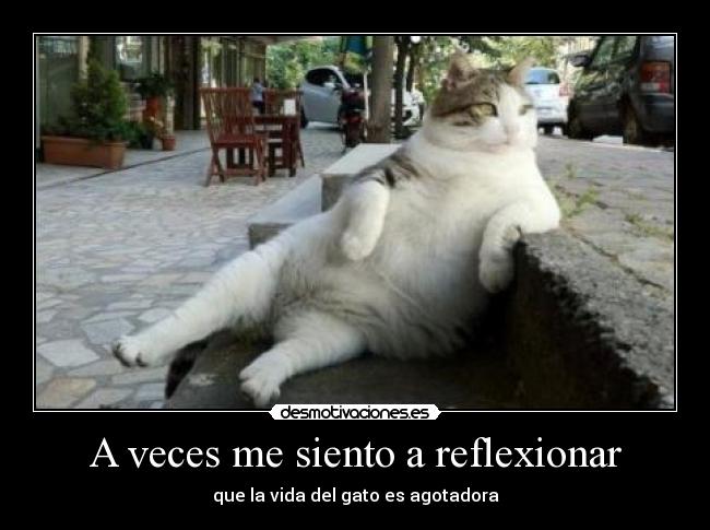 A veces me siento a reflexionar - que la vida del gato es agotadora