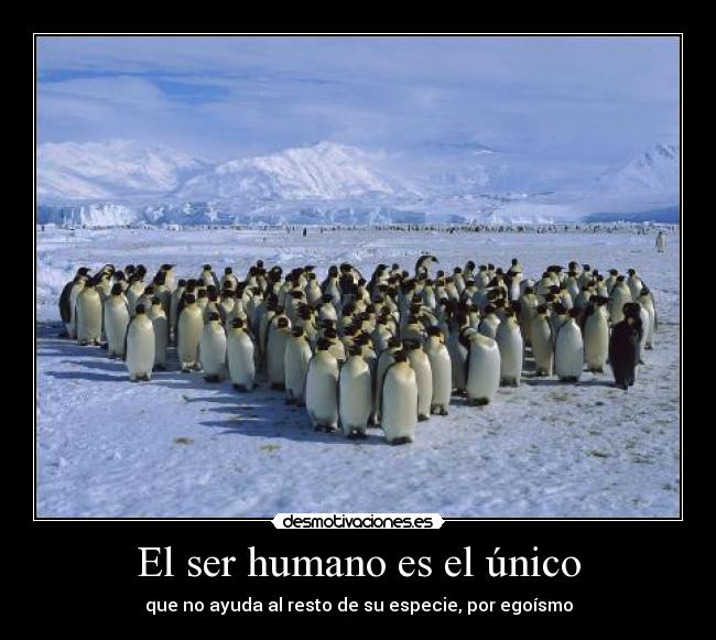 El ser humano es el único -