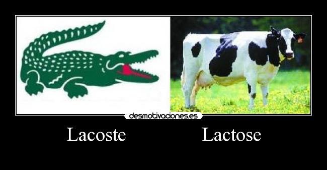 Lacoste Lactose -