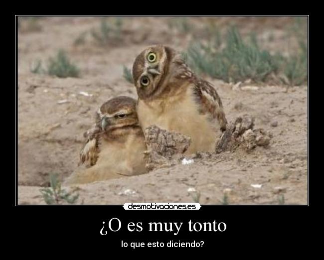 ¿O es muy tonto - 