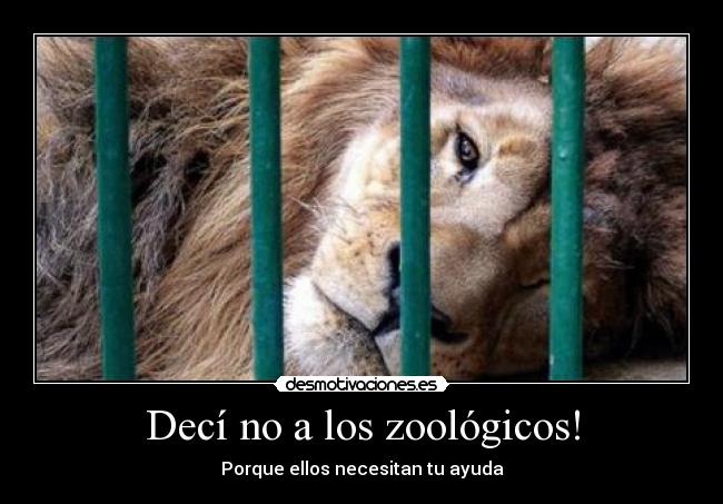carteles animales desmotivaciones