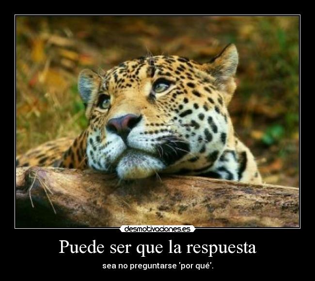 Puede ser que la respuesta - sea no preguntarse por qué.