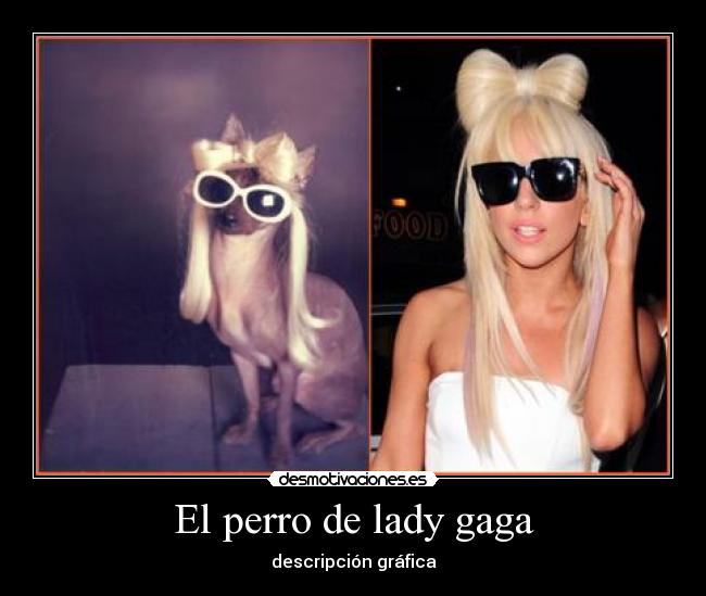 El perro de lady gaga - descripción gráfica