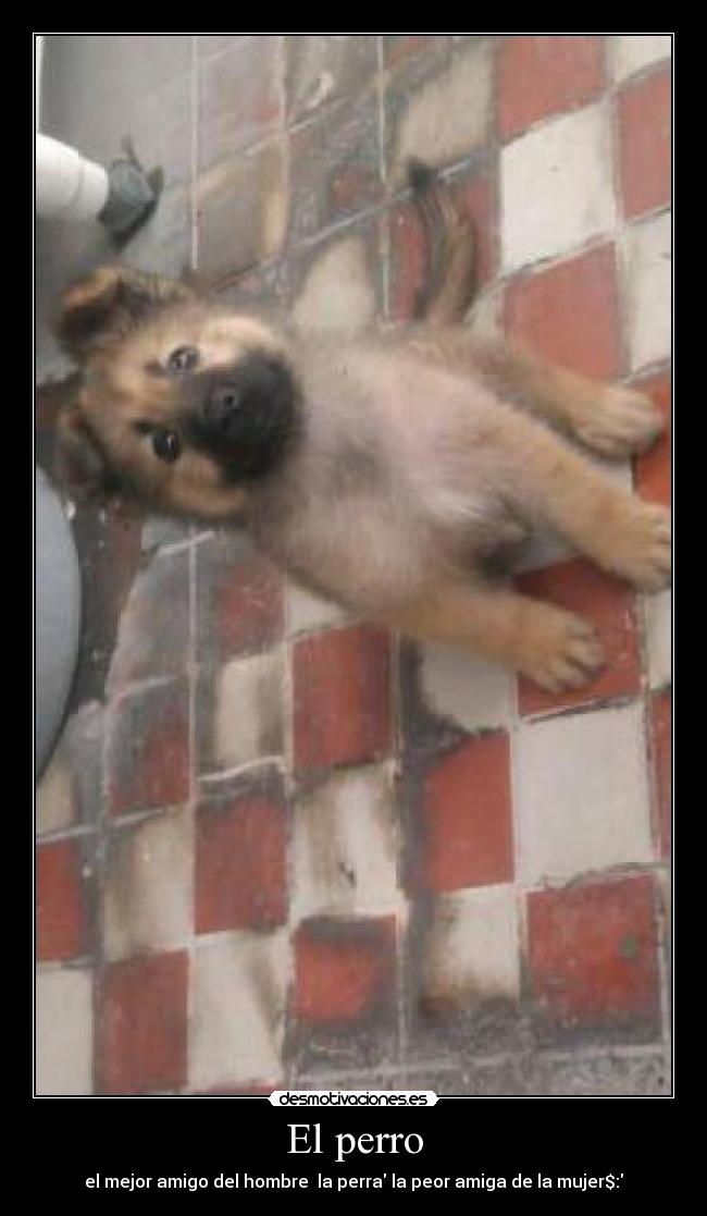 El perro - 