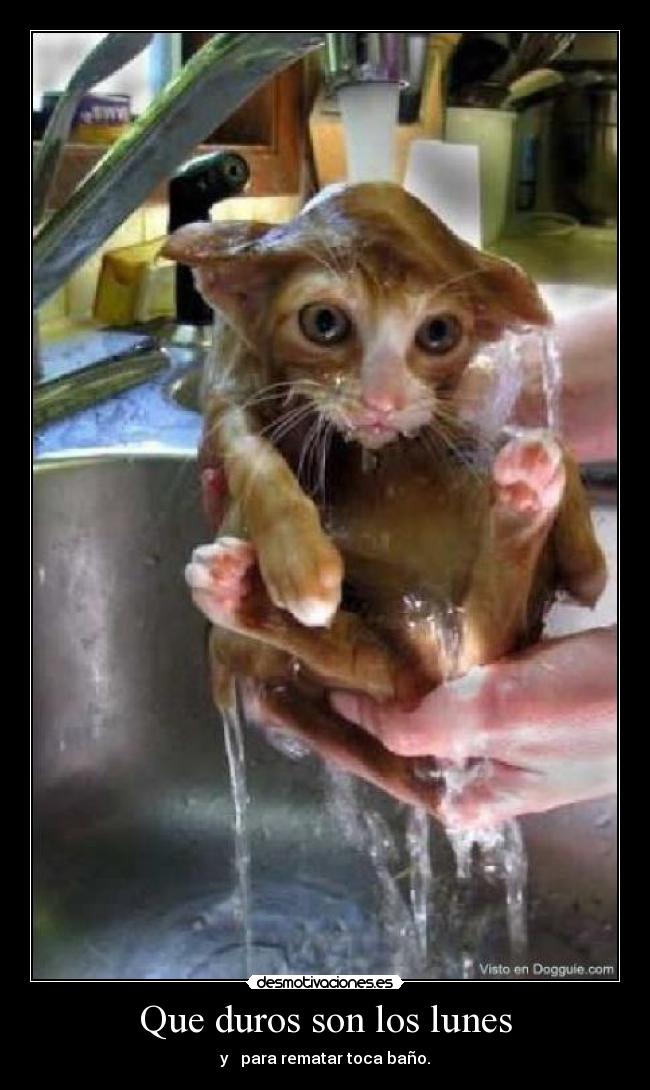 Que duros son los lunes - y   para rematar toca baño.
