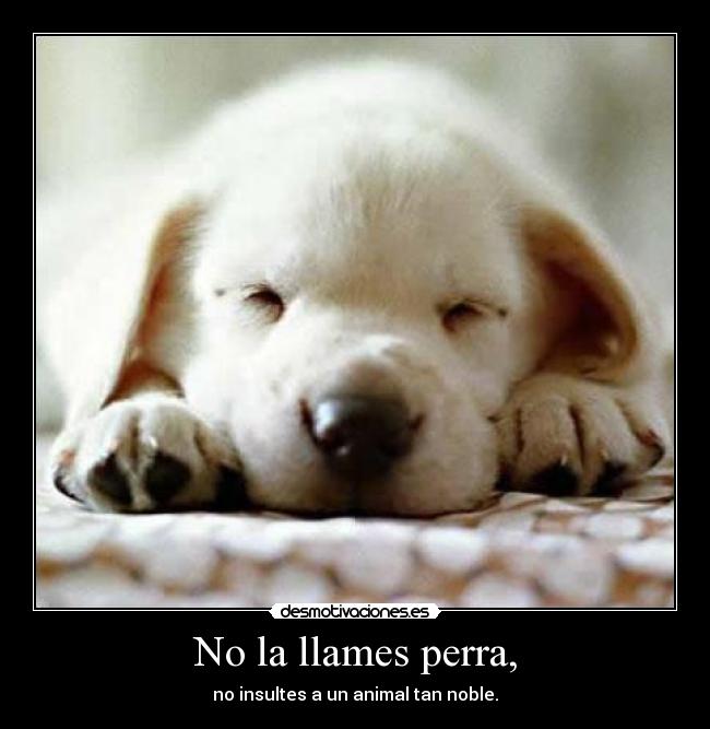 No la llames perra, - no insultes a un animal tan noble.