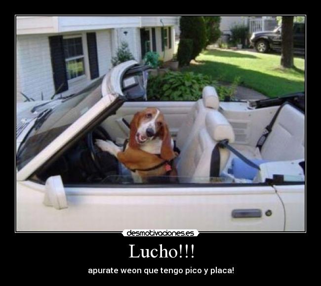 Lucho!!! - apurate weon que tengo pico y placa!