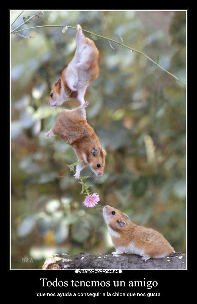 Todos tenemos un amigo - que nos ayuda a conseguir a la chica que nos gusta