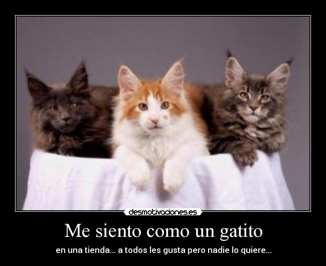 Me siento como un gatito -