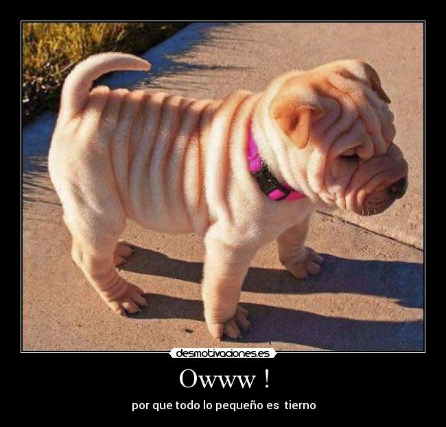 Owww ! - por que todo lo pequeño es tierno