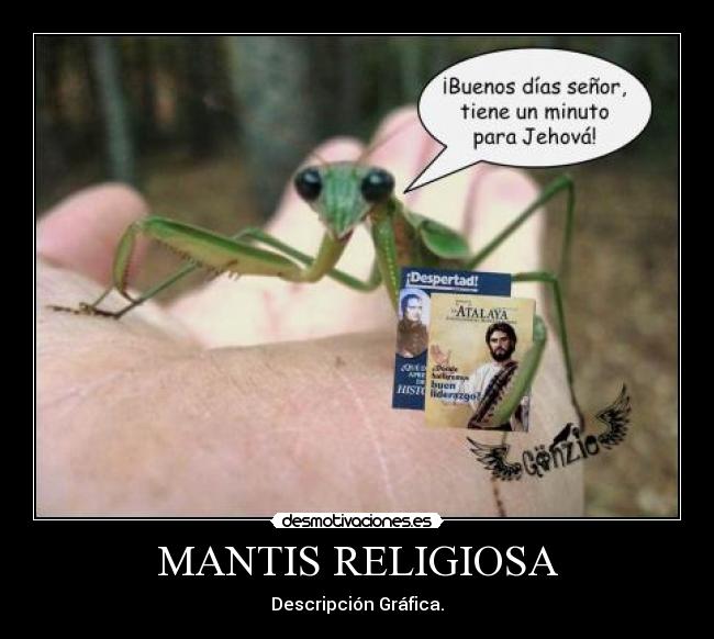 MANTIS RELIGIOSA - 