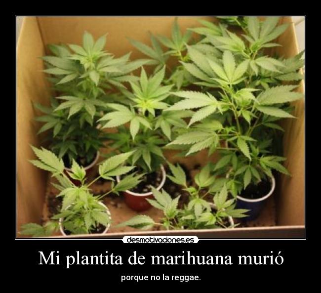 Mi plantita de marihuana murió - porque no la reggae.
