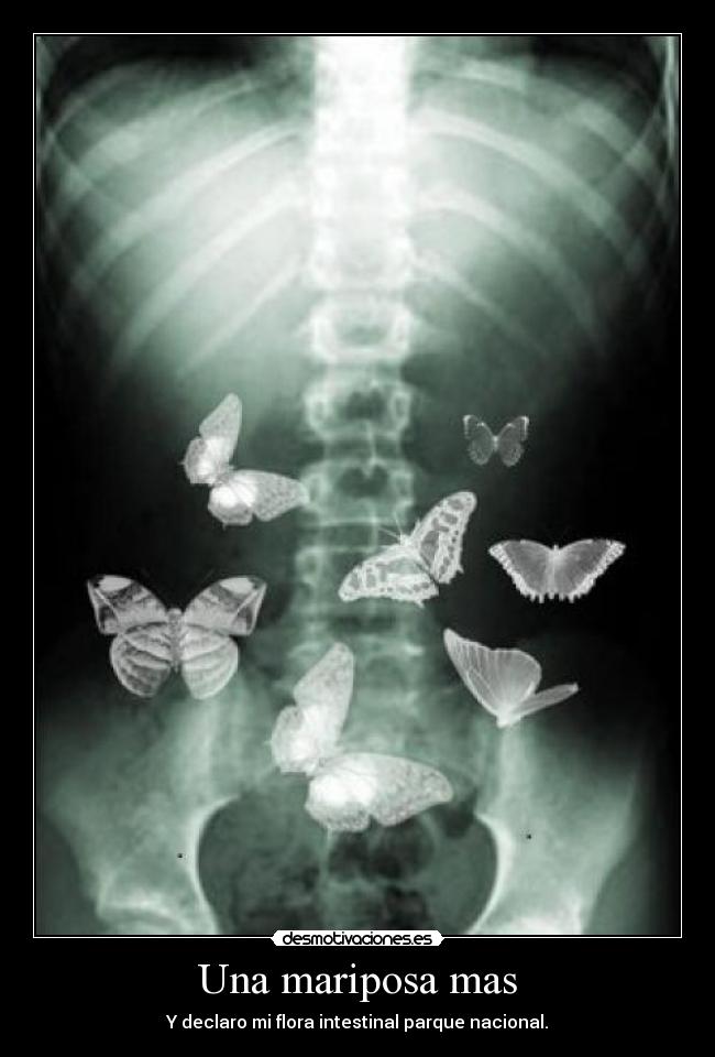 Una mariposa mas -