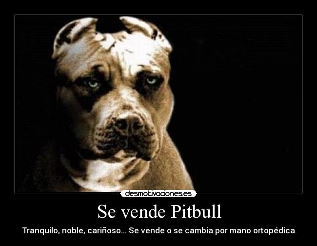 Se vende Pitbull - Tranquilo, noble, cariñoso... Se vende o se cambia por mano ortopédica