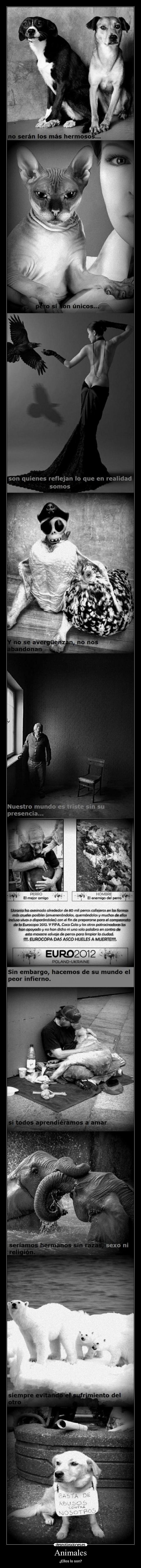 Animales - ¿Ellos lo son?