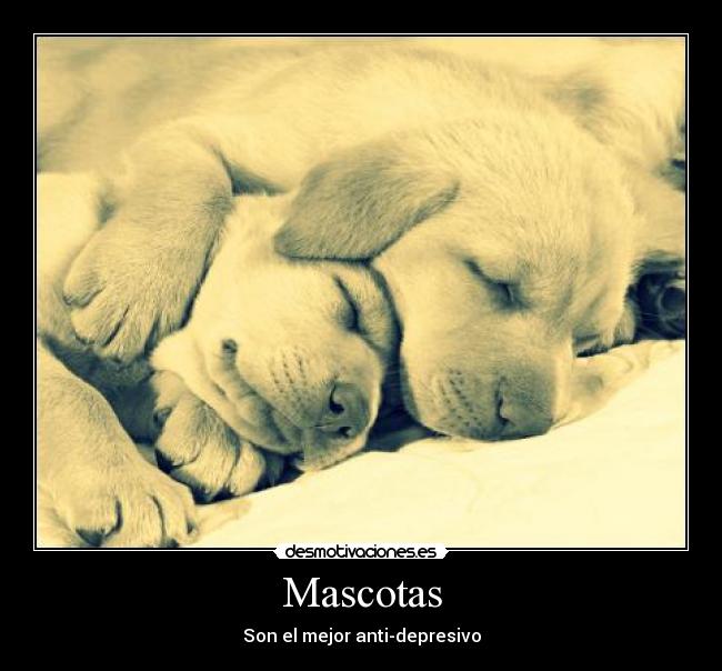 Mascotas -