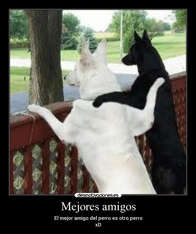 Mejores amigos - 