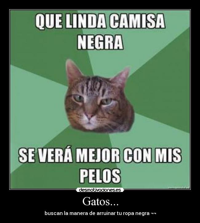 Gatos... - buscan la manera de arruinar tu ropa negra ¬¬