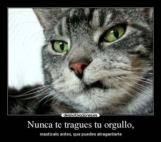 carteles que gatito mas monito jajajaj llega verano wiii desmotivaciones