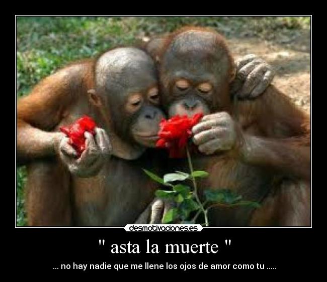 asta la muerte - ♥... no hay nadie que me llene los ojos de amor como tu .....♥