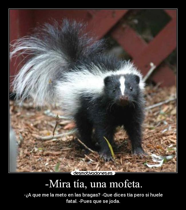 -Mira tía, una mofeta. - -¿A que me la meto en las bragas? -Que dices tía pero si huele fatal. -Pues que se joda.