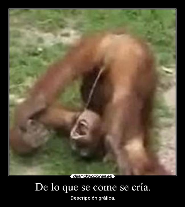 De lo que se come se cría. - Descripción gráfica.