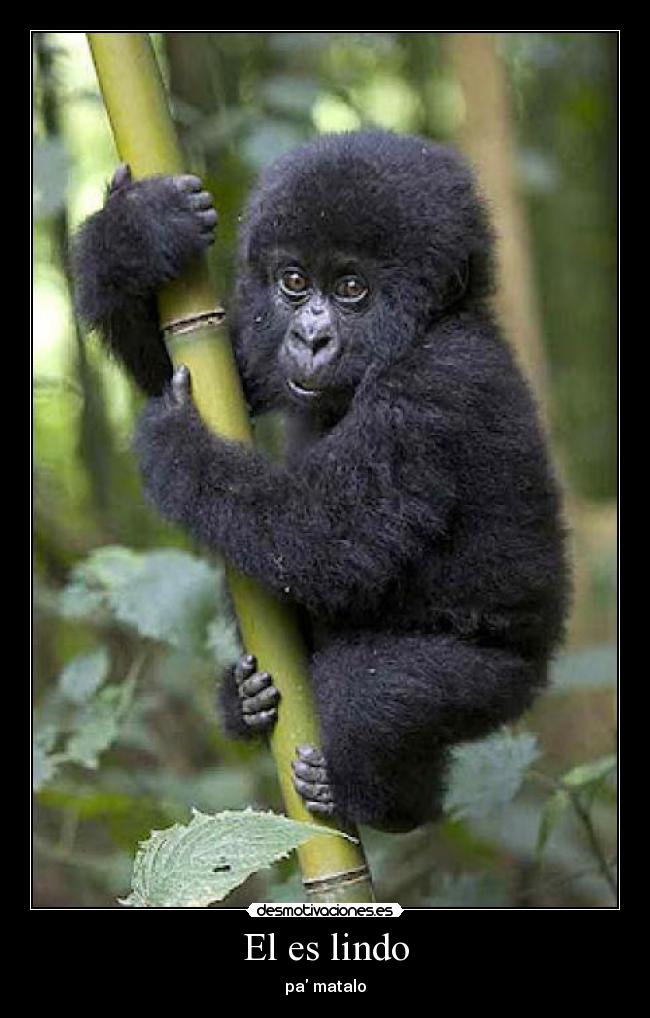 El es lindo -