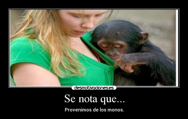 Se nota que... - Provenimos de los monos.