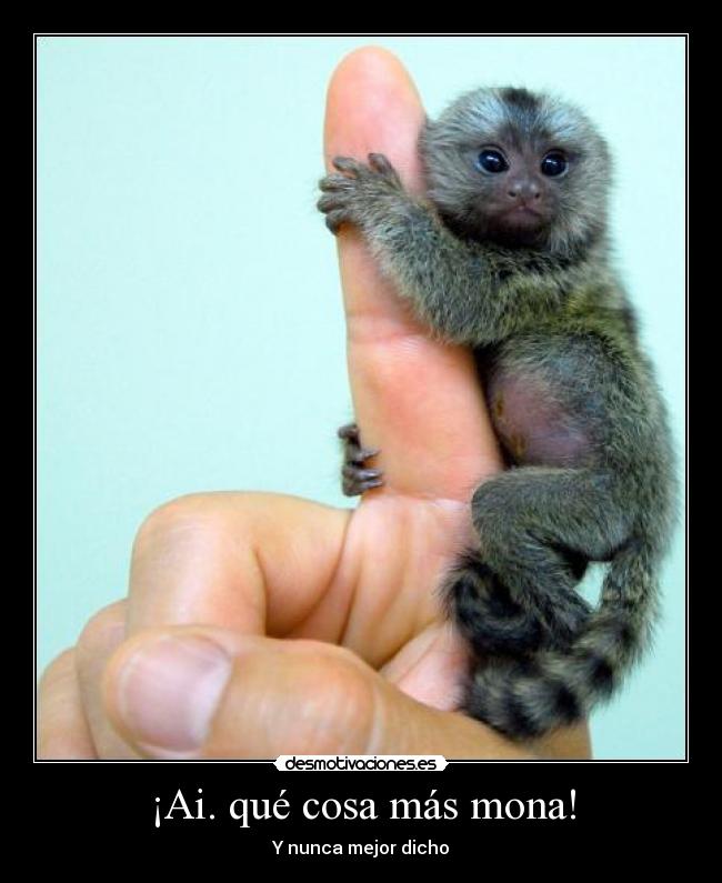 carteles mono titi que enamorado ijiji desmotivaciones