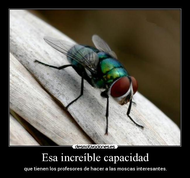 Esa increíble capacidad - que tienen los profesores de hacer a las moscas interesantes.