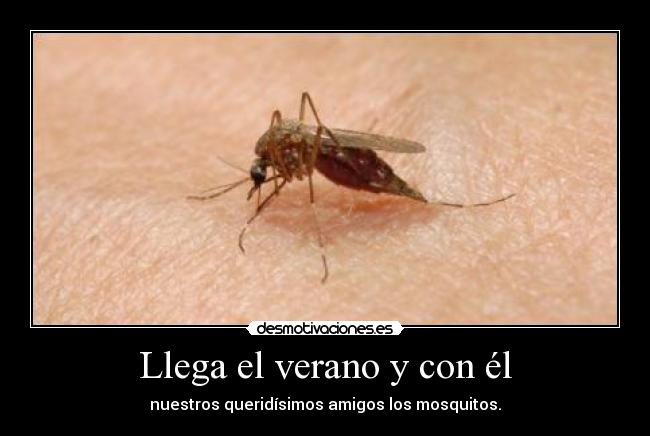 Llega el verano y con él - nuestros queridísimos amigos los mosquitos.