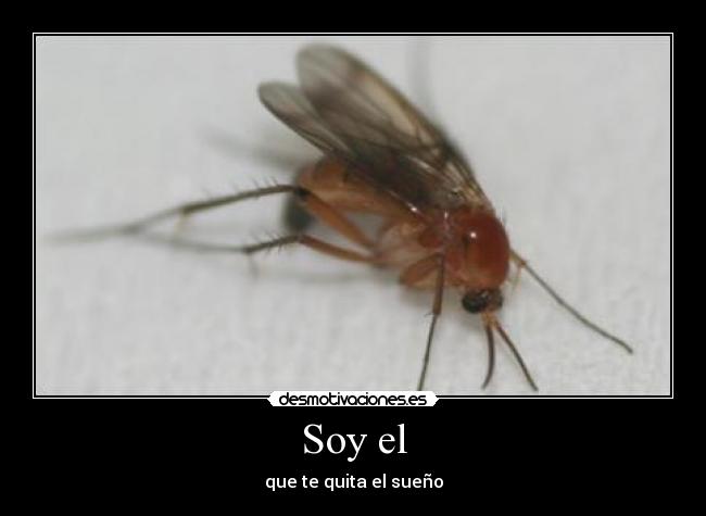Soy el -