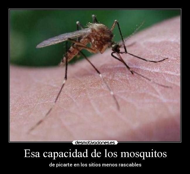 Esa capacidad de los mosquitos - de picarte en los sitios menos rascables
