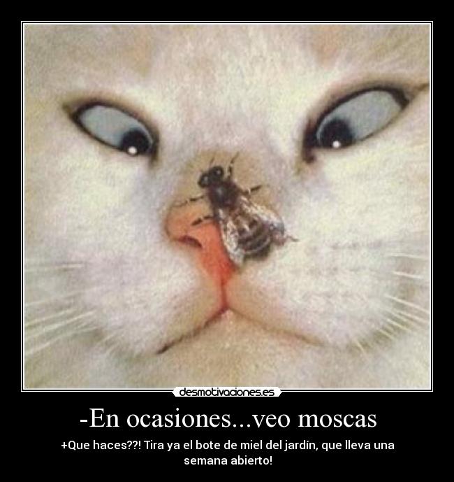-En ocasiones...veo moscas - +Que haces??! Tira ya el bote de miel del jardín, que lleva una semana abierto!