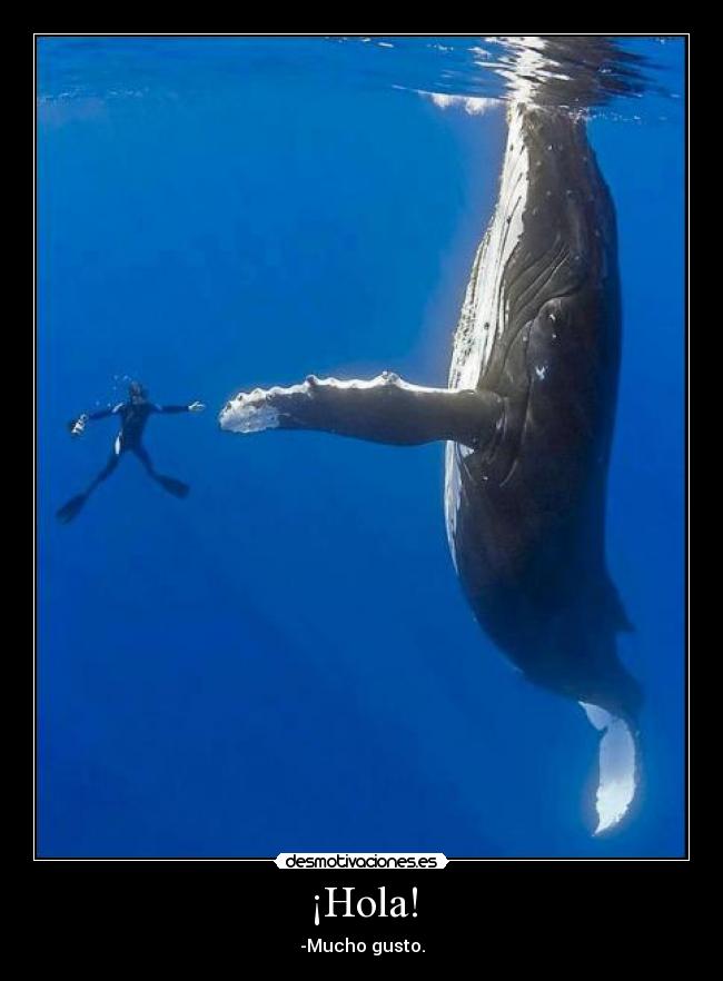 ¡Hola! - -Mucho gusto.